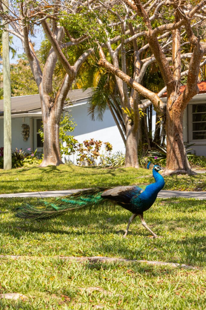 peacock on east ridge grounds 2 peacock on east ridge grounds 2
