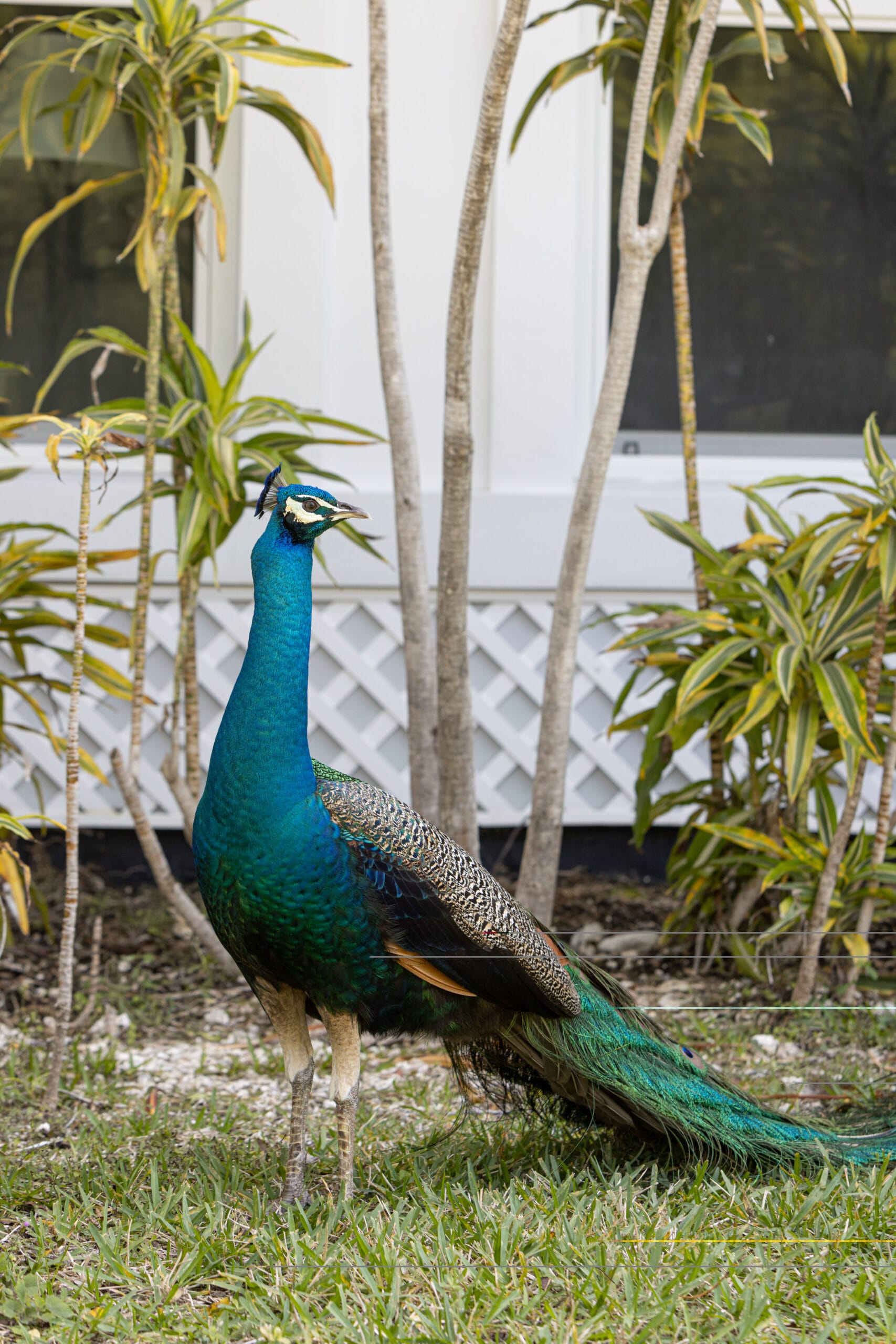 peacock on east ridge grounds