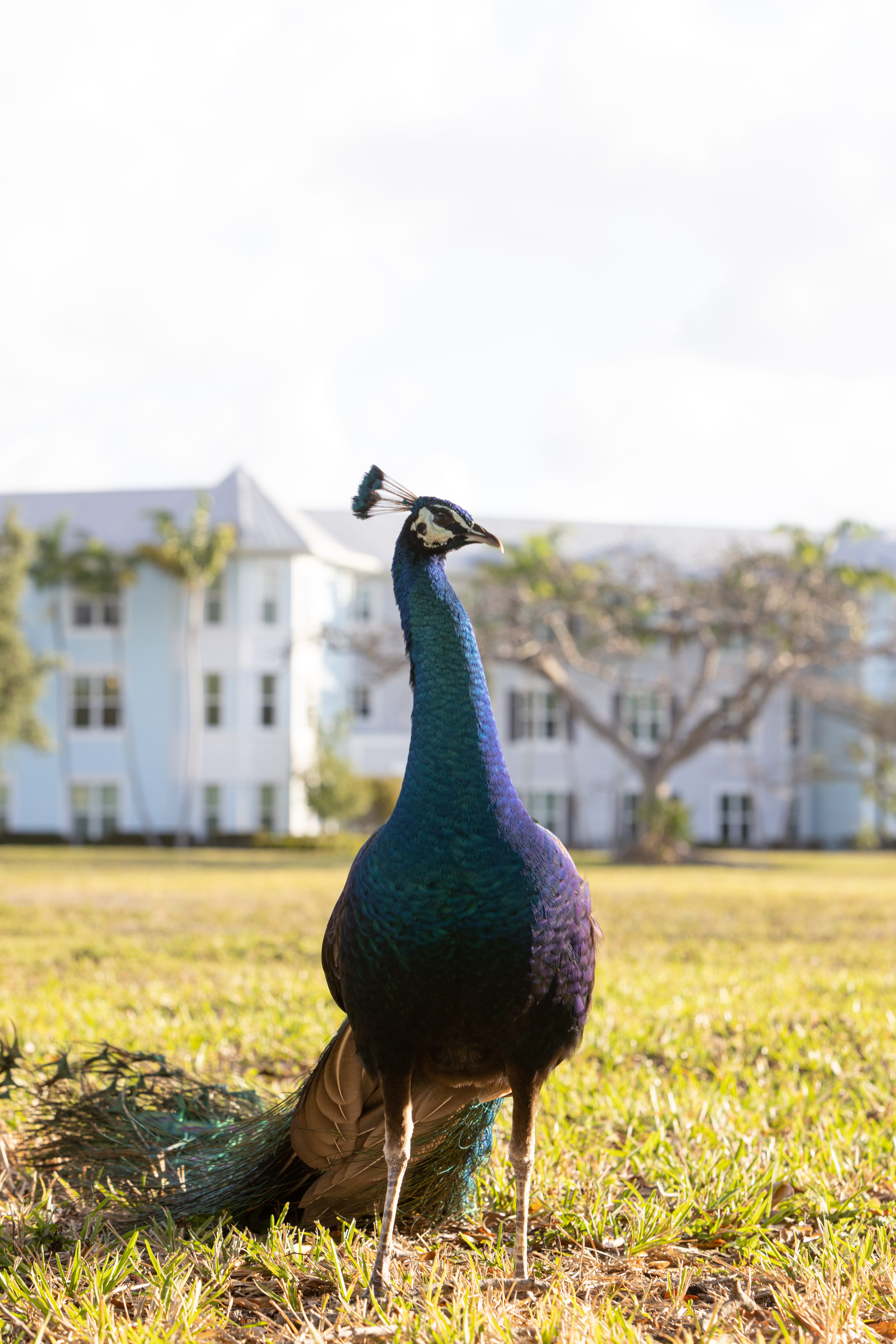 peacock in east ridge
